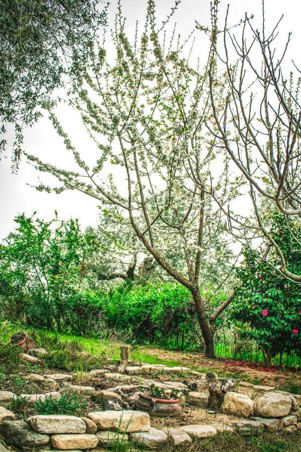 The Olive Garden * Limenas (Thasos)
