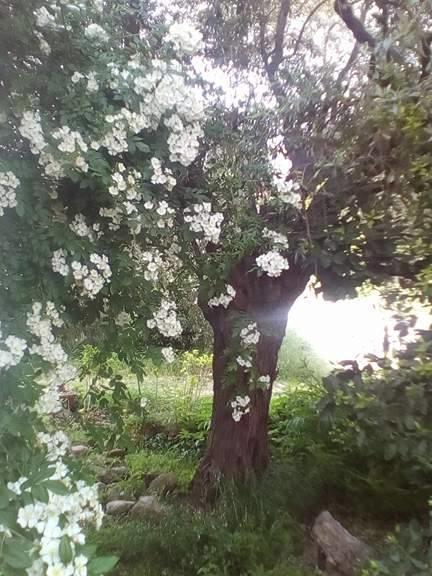 The Olive Garden * Limenas (Thasos)